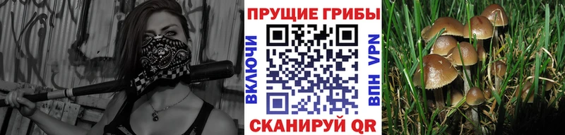 Псилоцибиновые грибы GOLDEN TEACHER  Клин 